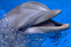 Боевые дельфины Крыма послужат России